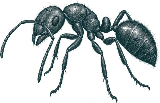 Engraved illustration of a black garden ant