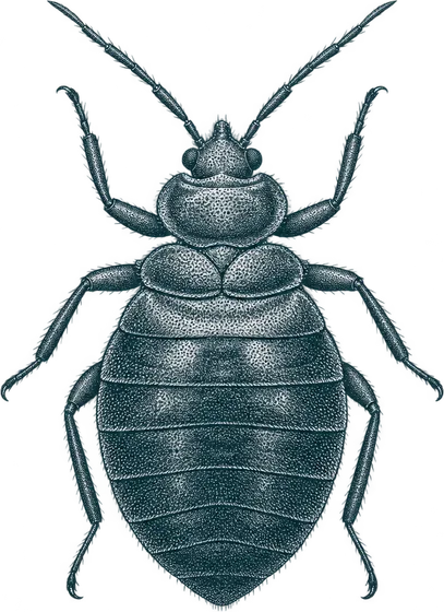 Engraved illustration of a bed bug